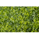 Bosso Mix Giardino Verticale VGnewtrend dettaglio