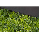 Bosso Mix Giardino Verticale VGnewtrend dettaglio