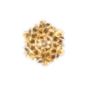 Clizia Ceiling-Wall Mini Mama Non Mama lampada da soffitto-parete Gold Slamp vista