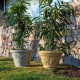 Decorati Limoni 152 vaso Serralunga ambientazione