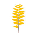 Leaves Serigrafia Juglans nigra - Noce americano Magis vista