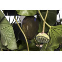 Lampadario Lotus Glass Eggs H 100 150x150 VGnewtrend dettaglio