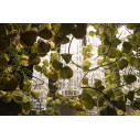 Lampadario Phisalis E Anthurium Flowers Power H 80 65x65 VGnewtrend dettaglio