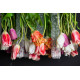 Lampadario Tulip Flowers Power H 80 105X105 VGnewtrend dettaglio