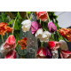 Lampadario Tulip Flowers Power H 80 105X105 VGnewtrend dettaglio