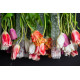 Lampadario Tulip Flowers Power H 80 105X60 VGnewtrend dettaglio