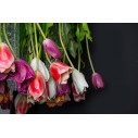 Lampadario Tulip Flowers Power H 80 65x65 VGnewtrend dettaglio
