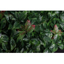 Photinia Giardino Verticale VGnewtrend dettaglio