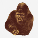 Quindici Il Gorilla serigrafia 112x112 Danese Milano vista