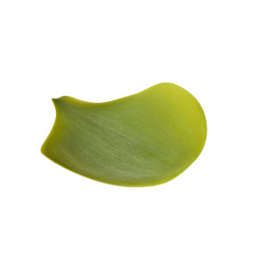 Seasons Set di 4 petali in silicone NT-04