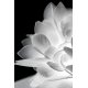 Slamp Veli Foliage Ceiling/Wall medium dettaglio