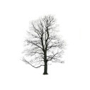 Tree Inverno Serigrafia Magis vista