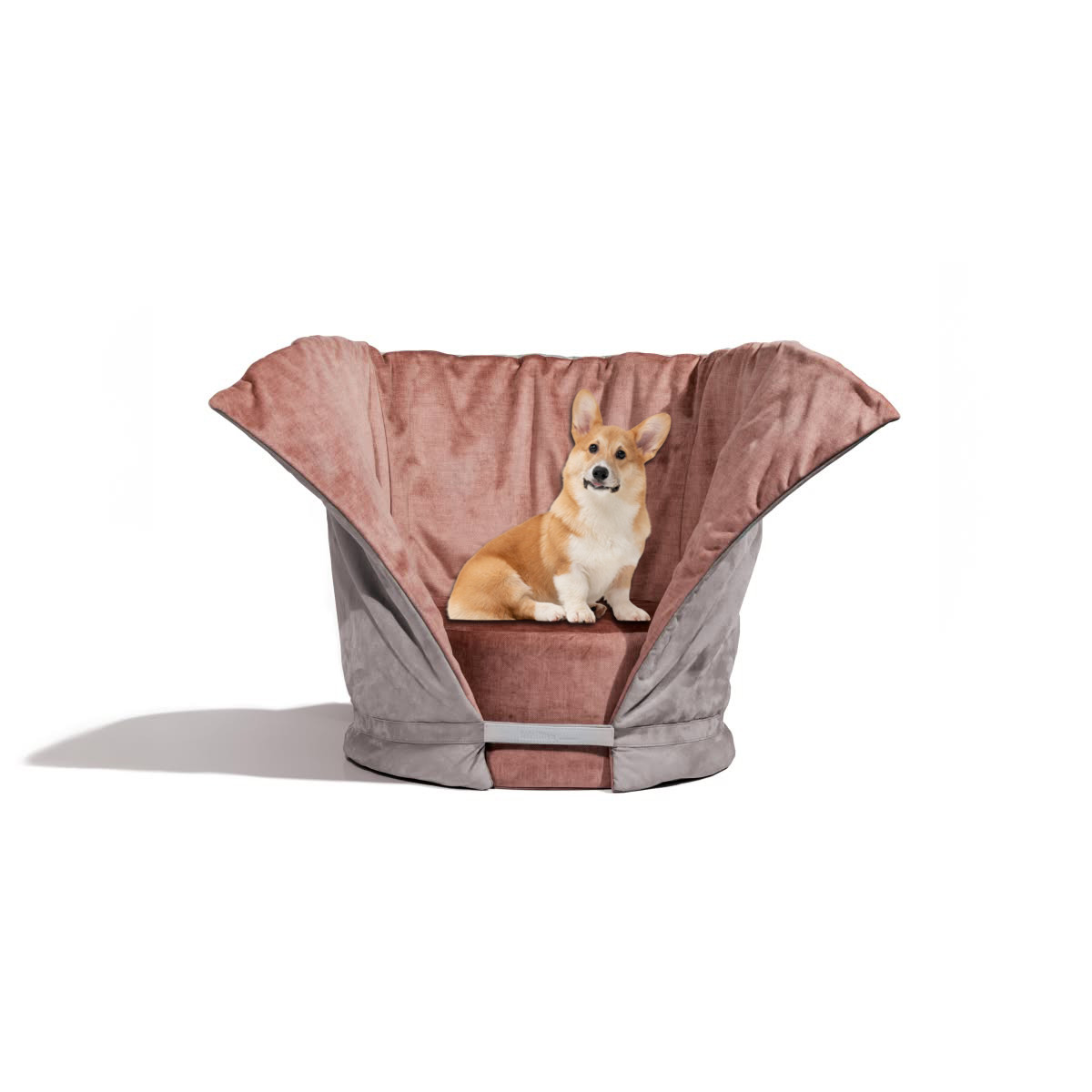 Tulipano Cuccia Labilla