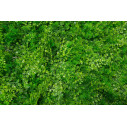 Tundra Giardino Verticale VGnewtrend dettaglio